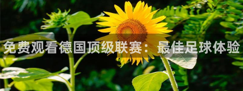 河豚体育app下载：免费观看德国顶级联赛：最佳足球体验